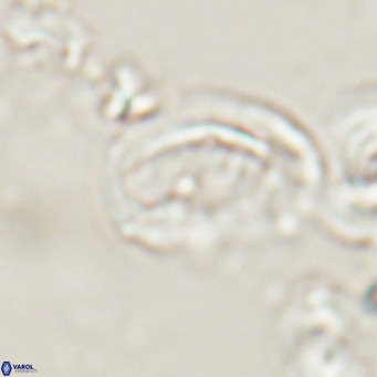 Helicosphaerella bramlettei VR 028439
