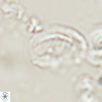 Helicosphaerella bramlettei VR 028439