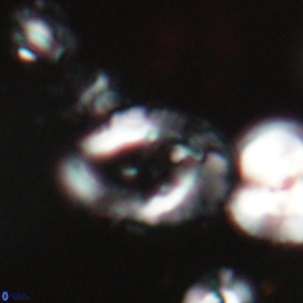 Helicosphaerella bramlettei VR 028430