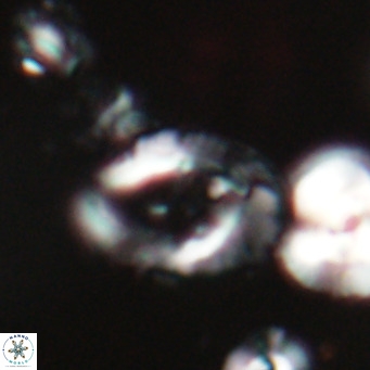 Helicosphaerella bramlettei VR 028430