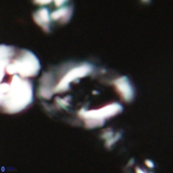 Helicosphaerella bramlettei VR 028431