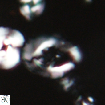 Helicosphaerella bramlettei VR 028431