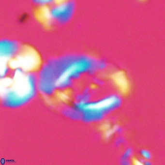 Helicosphaerella bramlettei VR 028432