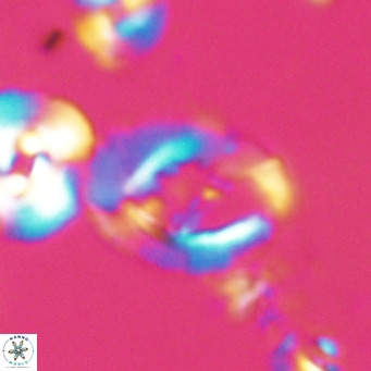Helicosphaerella bramlettei VR 028432