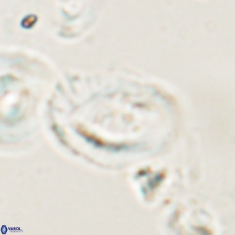 Helicosphaerella bramlettei VR 028433