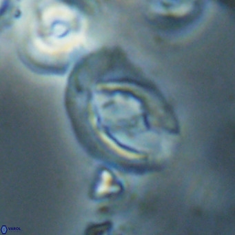 Helicosphaerella bramlettei VR 028444