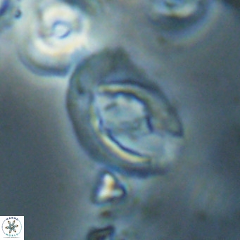 Helicosphaerella bramlettei VR 028444