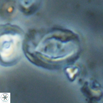 Helicosphaerella bramlettei VR 028445