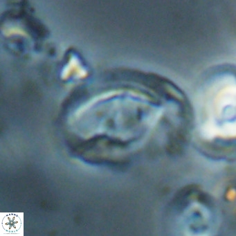 Helicosphaerella bramlettei VR 028440