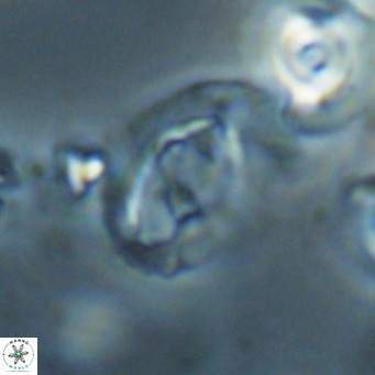 Helicosphaerella bramlettei VR 028441