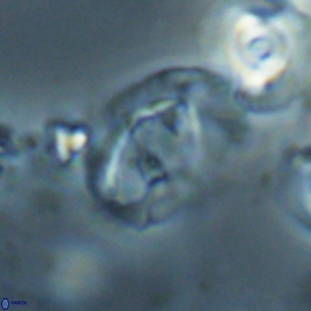 Helicosphaerella bramlettei VR 028442