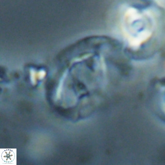 Helicosphaerella bramlettei VR 028442
