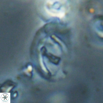 Helicosphaerella bramlettei VR 028443