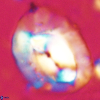Helicosphaerella compacta VR 027540