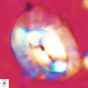 Helicosphaerella compacta VR 027540