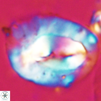 Helicosphaerella compacta VR 027541
