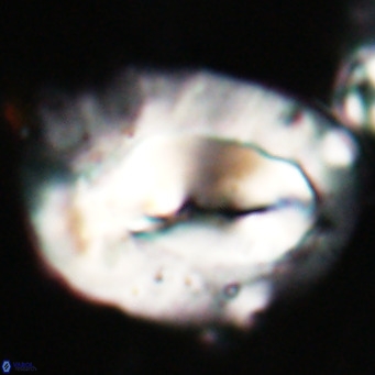 Helicosphaerella compacta VR 027542