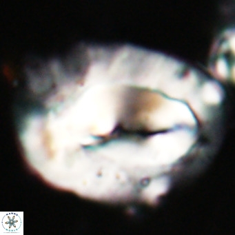 Helicosphaerella compacta VR 027542