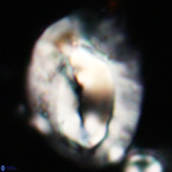 Helicosphaerella compacta VR 027532