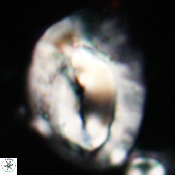 Helicosphaerella compacta VR 027532