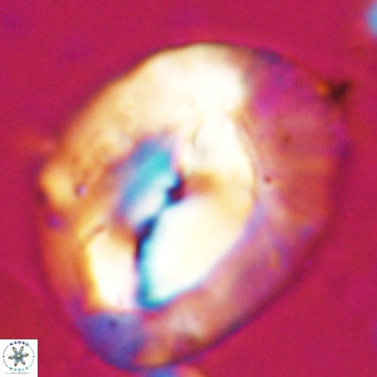 Helicosphaerella compacta VR 027534