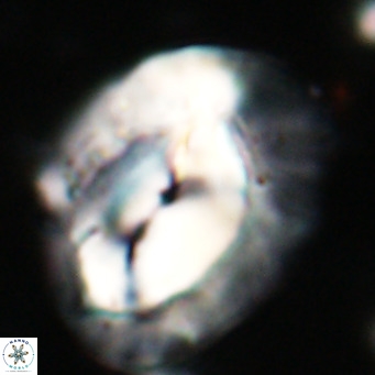 Helicosphaerella compacta VR 027535