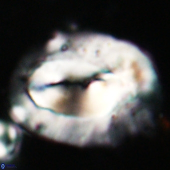 Helicosphaerella compacta VR 027536