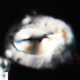 Helicosphaerella compacta VR 027536