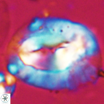 Helicosphaerella compacta VR 027537