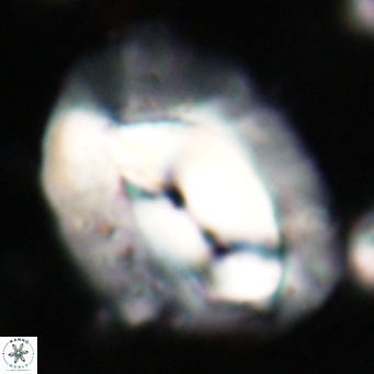 Helicosphaerella compacta VR 027539