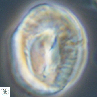 Helicosphaerella compacta VR 32697
