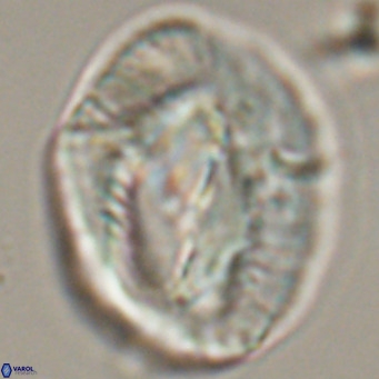 Helicosphaerella compacta VR 32691