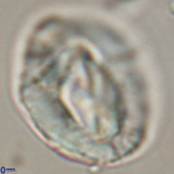 Helicosphaerella compacta VR 32692