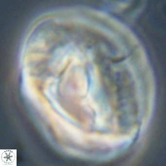 Helicosphaerella compacta VR 32693