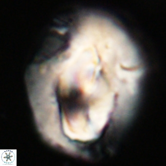 Helicosphaerella compacta VR 32705
