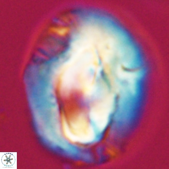 Helicosphaerella compacta VR 32706