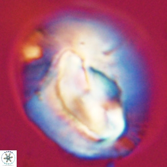 Helicosphaerella compacta VR 32707