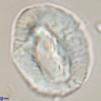 Helicosphaerella compacta VR 32700