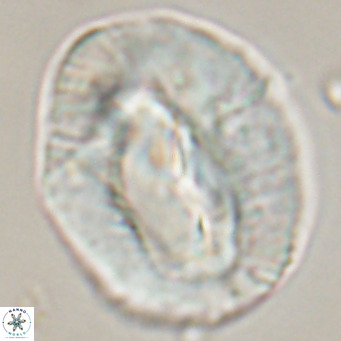 Helicosphaerella compacta VR 32700