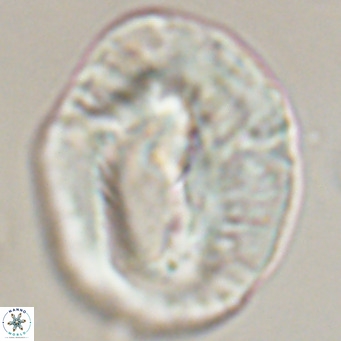 Helicosphaerella compacta VR 32701