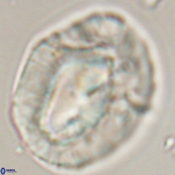 Helicosphaerella compacta VR 32702