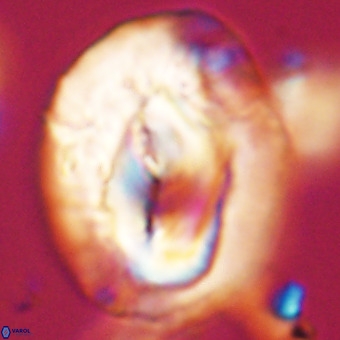 Helicosphaerella compacta VR 32711