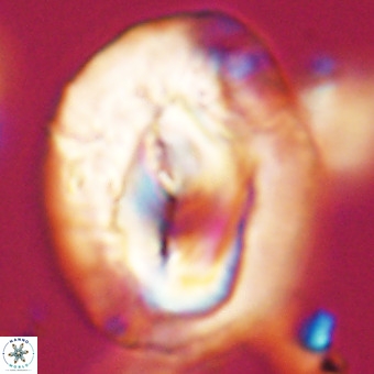 Helicosphaerella compacta VR 32711