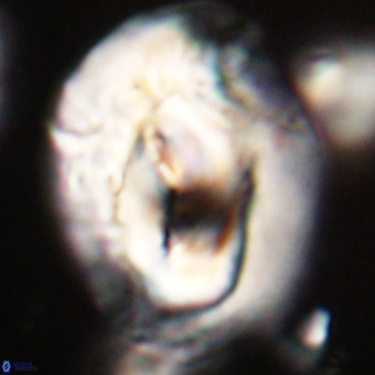 Helicosphaerella compacta VR 32712