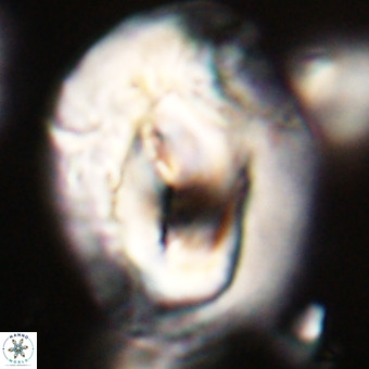 Helicosphaerella compacta VR 32712