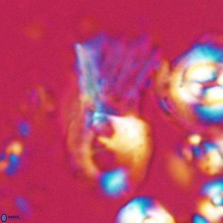 Helicosphaerella galeacristata VR 028305