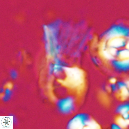 Helicosphaerella galeacristata VR 028305