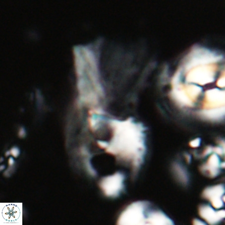 Helicosphaerella galeacristata VR 028306