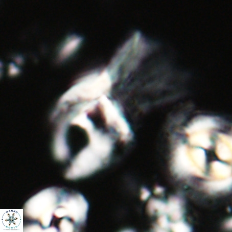 Helicosphaerella galeacristata VR 028307