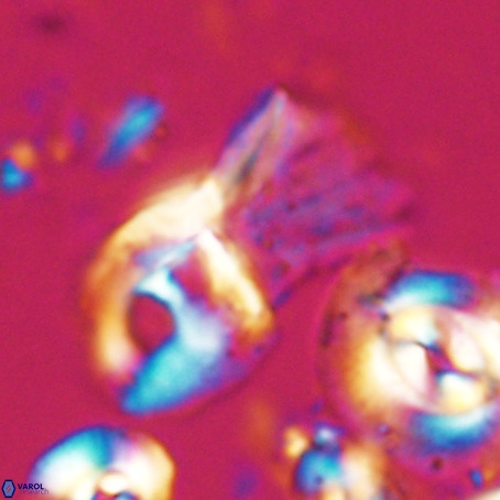 Helicosphaerella galeacristata VR 028308